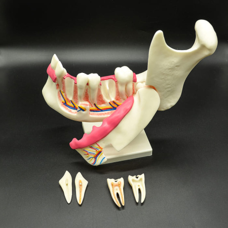Модель «Строение челюсти человека» Модель «Строение челюсти человека»